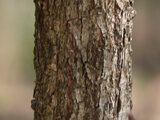 Daimyo oak