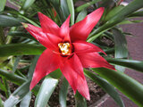 Guzmania magnifica