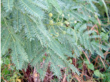 Leucaena leucocephala