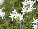 Edelweiss