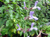 Salvia bulleyana