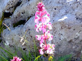 Whorled lousewort