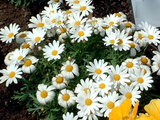 Marguerite