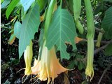 Brugmansia