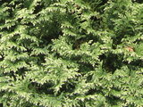 Golden threadleaf sawara cypress
