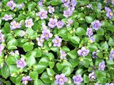 紫芳草