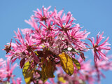 Chinese fringe flower