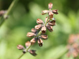 Salvia verbenaca