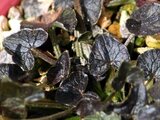 Ranunculus Coppernob