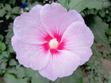 Hibiscus syriacus