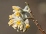 Oriental paperbush