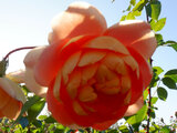 薔薇　’帕特-奥斯汀’