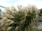 Miscanthus sinensis