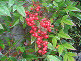 Nandina