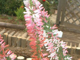 Erica colorans ' White delight'