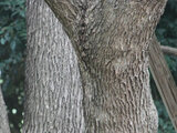 Camphor tree
