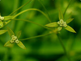 Bupleurum stenophyllum