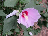 Hibiscus syriacus