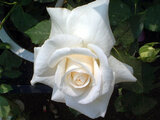 Roza 'Bridal White'