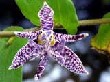 Japanese toad-lily