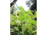 White flower Bell vine