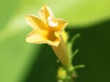 Ipomoea coccinea