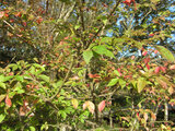 Euonymus hamiltonianus