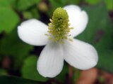 Houttuynia cordata