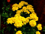 French marigold