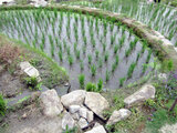 Rice plant