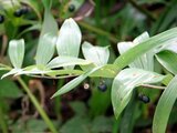 Polygonatum odoratum