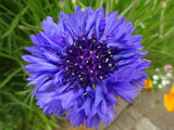 Cornflower