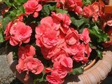 Elatior Begonia