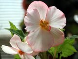  Begonia tuberhybrida