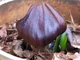 Eastern Skunk Cabbage