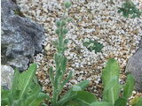 Prickly Blue poppy