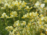 clovenlip toadflax