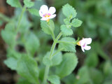 Bacopa