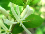 Lonicera morrowii