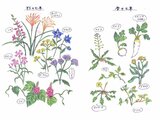 Spring seven herbs