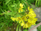 yellow loosestrife