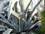 9月の銀色の植物