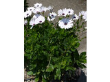 Osteospermum