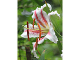 Red-banded lily