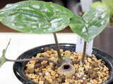 Asarum fudsinoi