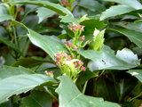 Aucuba japonica