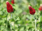 crimson clover