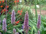 Anise hyssop