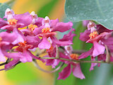 Oncidium ornithorhynchum