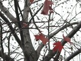 Liquidambar styraciflua 